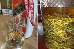 鴻茅藥酒點醒了你沒？藥酒應該怎么喝？