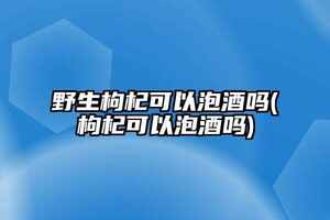 野生枸杞可以泡酒嗎(枸杞可以泡酒嗎)