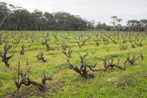 諾恩酒莊NoonWinery