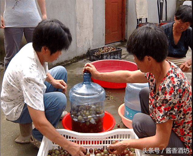 釀酒技術：葡萄酒的家庭簡易做法