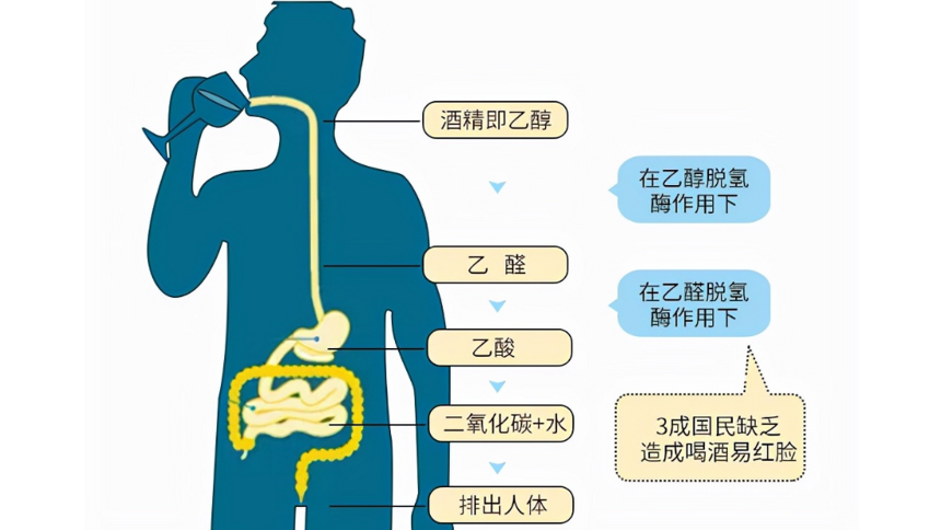 陽了不能喝酒？為啥有的人就沒事？